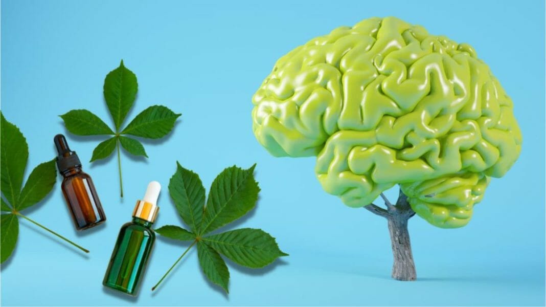 Using Essential and Carrier Oils to Improve Brain Health and Memory