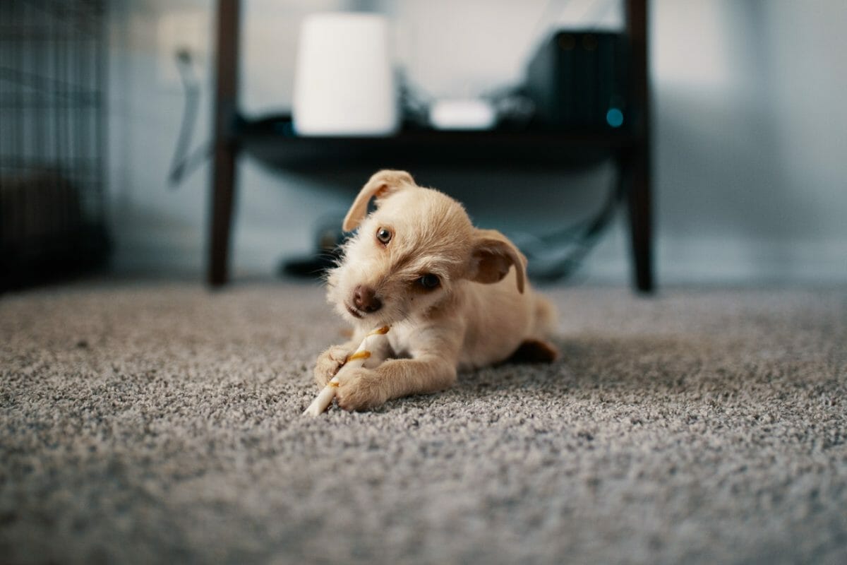 Carpet And Pet Urine Odor