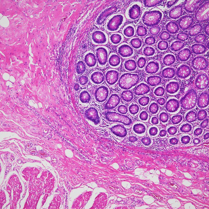 Nikon Instruments HE stained image