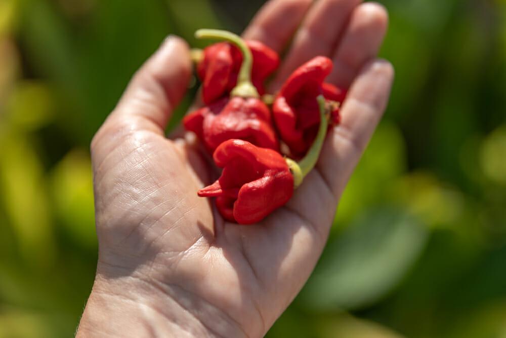 Carolina Reaper