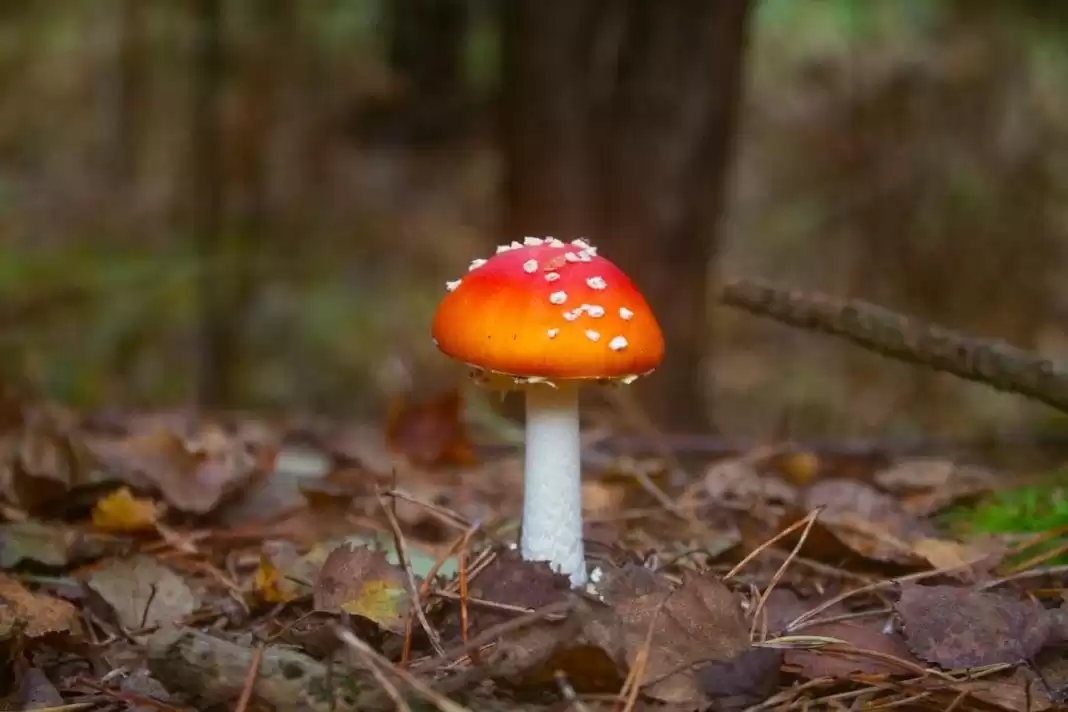 Amanita Mushroom Gummies