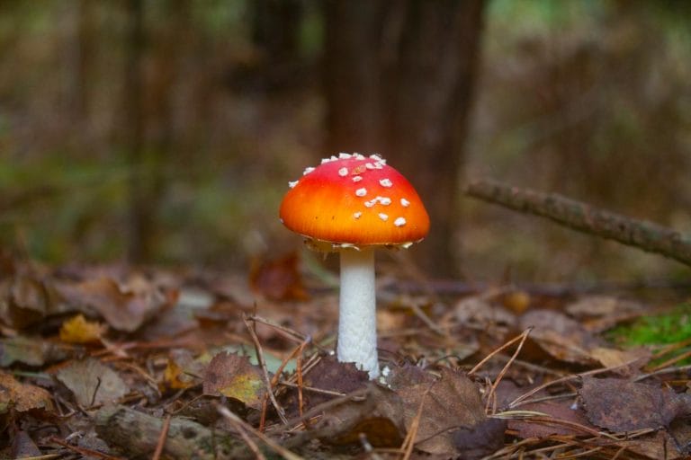 Before You Buy Amanita Mushroom Gummies: Essential Considerations